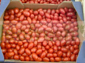 TOMATO HEART OF PIGEON