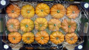 PUMKIN JACK BE LITTLE