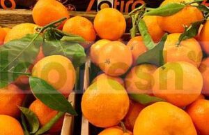 CLEMENTINE FROM CORSICA