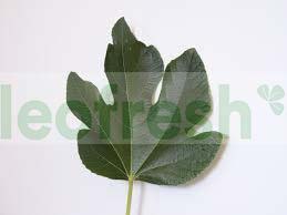 FIGS LEAVES FRESH