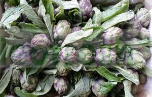 ARTICHOKE BABY  IN BUNCH X 10