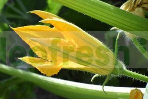 EDIBLE FLOWER ZUCCHINI 10 PC