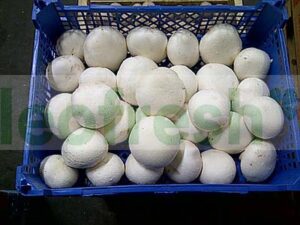 BIG SIZE CHAMPIGNONS DE PARIS