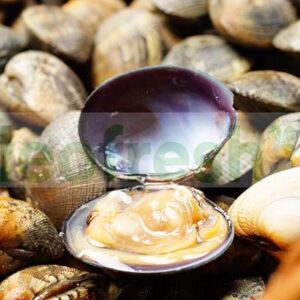 JAPANESE CLAMS MED