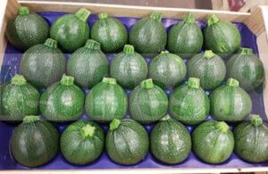 GREEN ZUCCHINI ROUND