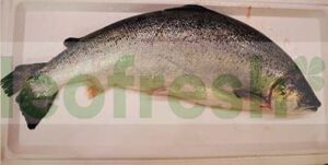 SALMON SCOTLAND 6/7 SUP