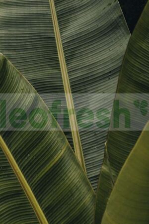 BANANA LONG LEAVES