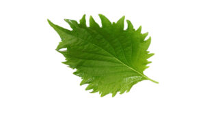 SHISO GREEN LEAVES