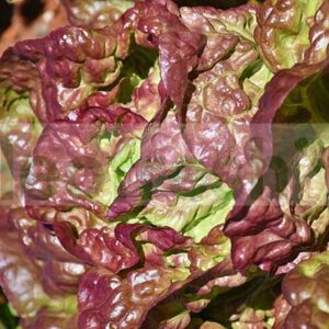 LOLO BIONDA SALAD / / LOLLO BIONDA