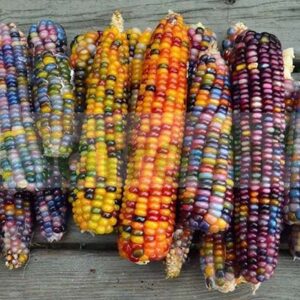 CORN MULTICOLOR CORN X 25 PCS