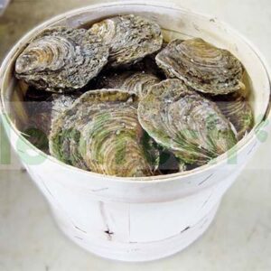 OYSTER BELON N2 50 PCS