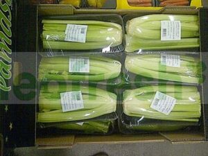 CELERY STICK IN PASTIC