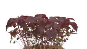 SHISO PURPLE