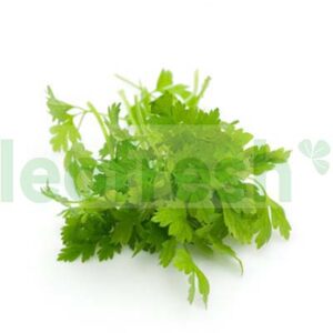 CHERVIL IN BUNCH