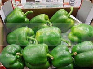 GREEN PEPPER/ CAPSICUM GREEN