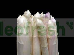 WHITE ASPARAGUS  PURPLE TIP +16