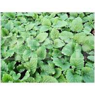 CITRONELLA MELISSE IN BUNCH