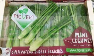 BABY FENNEL IN BUNCH