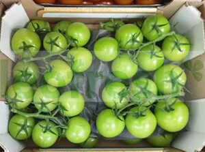 TOMATO GREEN IN WINE