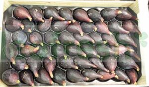 BLACK FIGS FRANCE SOLIES