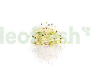 LEEKS SPROUT