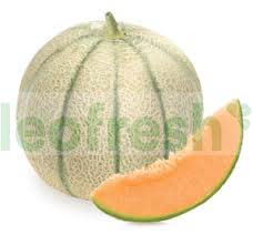 MELON CHARENTAIS CAL 12  ROCK MELON