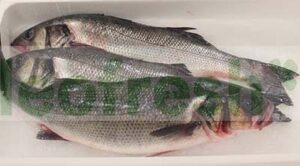 SEABASS WILD NET 1/2