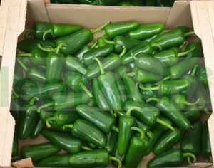 GREEN JALAPENO PEPPER