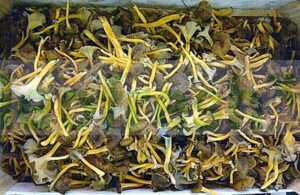 YELLOW CHANTERELLE X 1 KG