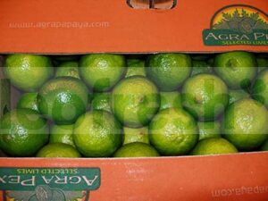 LEMON GREEN CAL 48 BOX