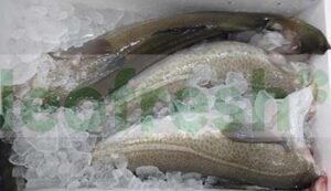 COD SKREI 4-6 KG