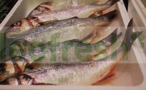 SEABASS FARMED 400/600