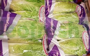 HEART OF ROMAINE SALAD DISH X 8