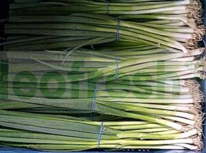 BABY SPRING OINON X 20