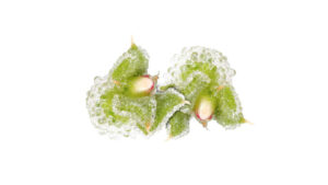 BLINQ BLOSSOM 2 X 50 PC