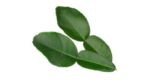 LEAFES KAFFIR LIME 10 X 50 GR
