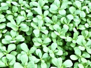 PURSLANE SALAD
