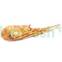 COOKED CARIBBEAN LOBSTER CALIBRE 800-1200G