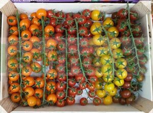 CHERRY TOMATOES ON WINE 3 COLORS