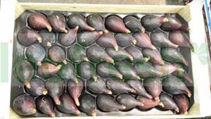 BLACK FIGS IMPORT