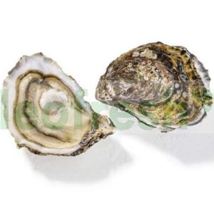 OYSTER SPECIALE PERLE BLANCHE N1 48 PCS
