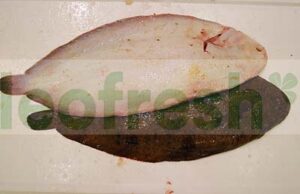 DOVER SOLE 600/800  GR