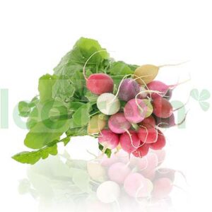 RADISH MULTICOLORED