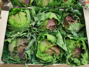 CAULIFLOWER PONTOISE X 6 PCS