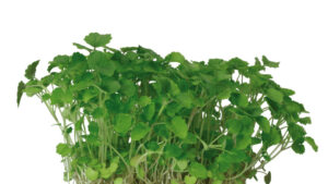 ATSINA CRESS