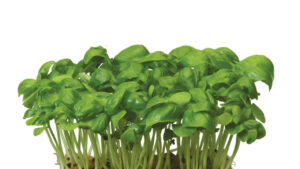 BASIL CRESS