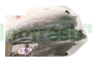 SAUMON SCOTLAND 7/8 VAT SUP