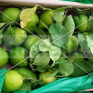 LEMON WITH LEAF FROM NICE