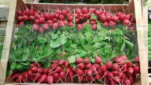 RADISH RED IN BUNCH