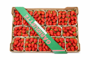 GARIGUETTE STRAWBERRY